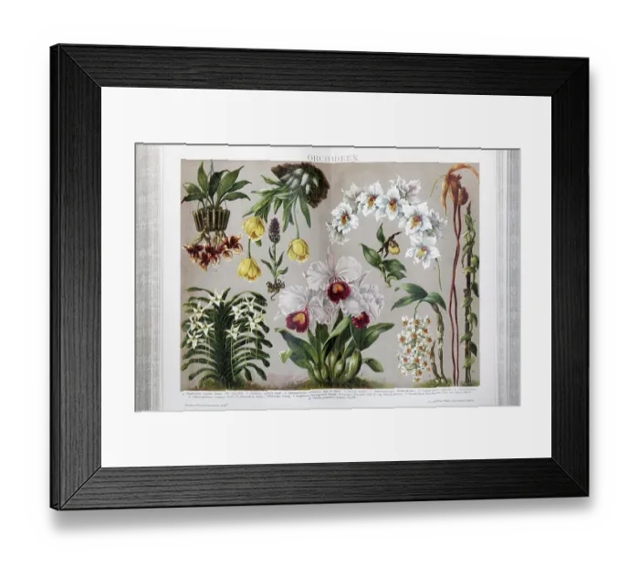 Framed Print : Colour plate orchids, different species