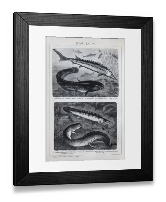 Framed Print : Plate Freshwater fish, sturgeon (Acipenser sturio)