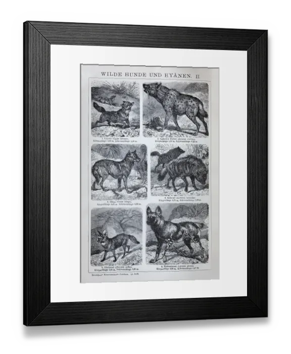 Framed Print : Plate Wild dogs and hyenas, coyote (Canis latrans)
