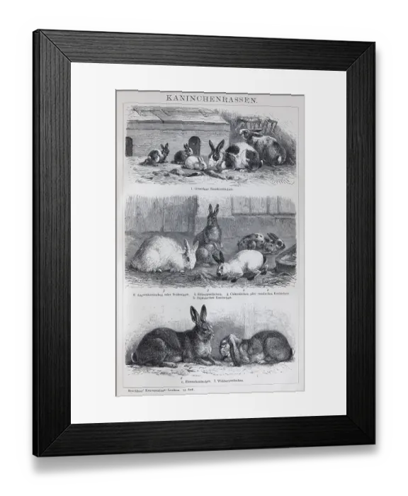 Framed Print : Plate rabbit breeds, domestic rabbit