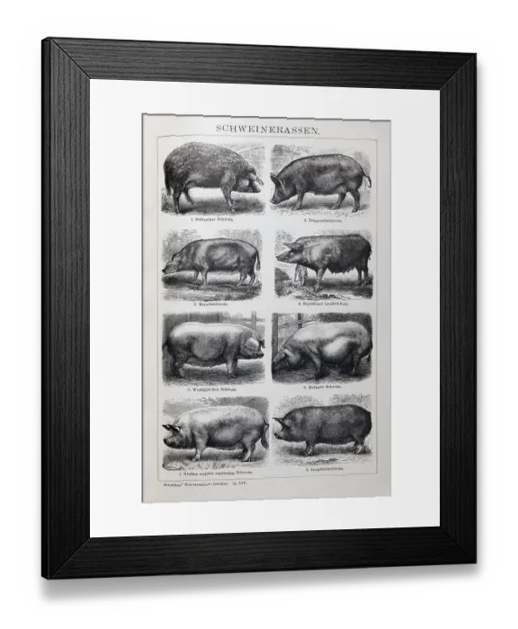 Framed Print : Picture plate pig breeds, Szalontai pig