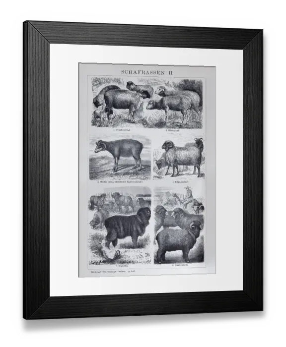 Framed Print : Sheep breeds, Franconian sheep