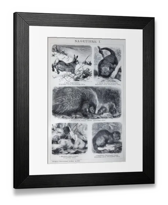 Framed Print : Plate rodents, hare (Lepus timidus)