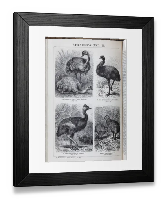 Framed Print : Encyclopaedia page with picture plate Ostriches Framed Print : Encyclopaedia page with picture plate Ostriches