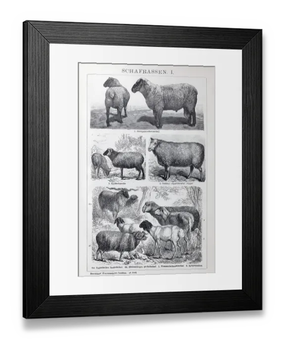 Framed Print : Sheep breeds, Hampshire Down, Heidschnucke moorland sheep