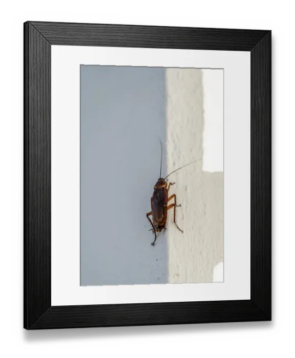 Framed Print : Cockroach, cockroach