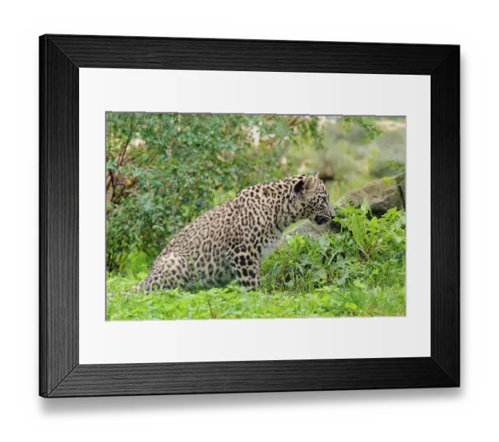 Framed Print : A Persian leopard cub (Panthera pardus saxicolor) sits at the edge of the forest and watches something Framed Print : A Persian leopard cub (Panthera pardus saxicolor) sits at the edge of the forest and watches something