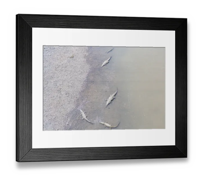 Framed Print : American Crocodiles (Crocodylus acutus) bathing