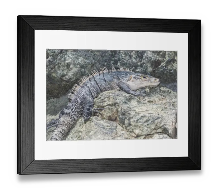 Framed Print : Black spiny tailed Iguana (Ctenosaur similis) crawling