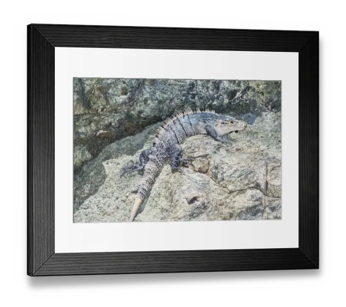 Framed Print : Black spiny tailed Iguana (Ctenosaur similis) crawling Framed Print : Black spiny tailed Iguana (Ctenosaur similis) crawling