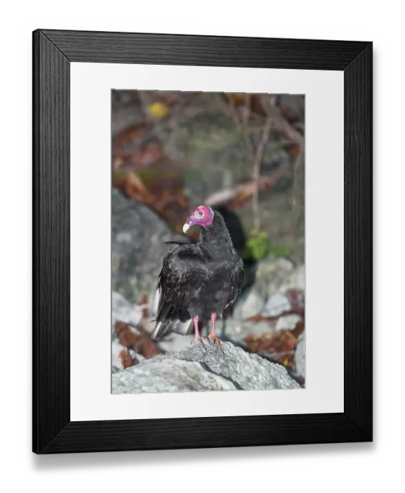 Framed Print : Turkey Vulture (Cathartes Aura)