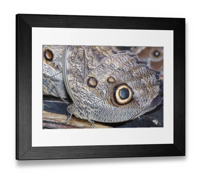 Framed Print : Magnificent Owls (Caligoeurilochus sulanus)