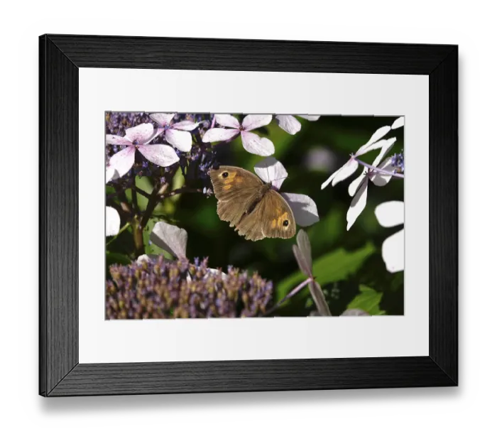 Framed Print : Butterfly Meadow Brown, summer, Germany Framed Print : Butterfly Meadow Brown, summer, Germany