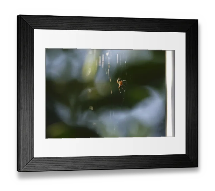 Framed Print : Spider building her web, summer, Germany