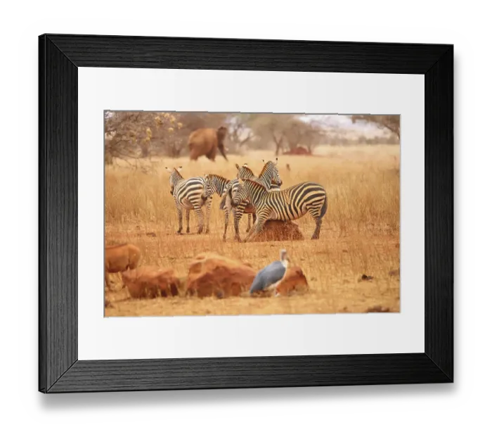 Framed Print : A plains zebra (Equus quagga) rubs against a rock in the Ngutuni Wildlife Conservancy in Kenya Framed Print : A plains zebra (Equus quagga) rubs against a rock in the Ngutuni Wildlife Conservancy in Kenya
