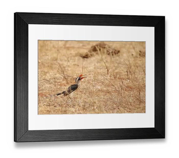 Framed Print : A bird sitting on the ground of the Ngutuni Wildlife Conservancy in Kenya is called the From-the-Blanket-Hornbill