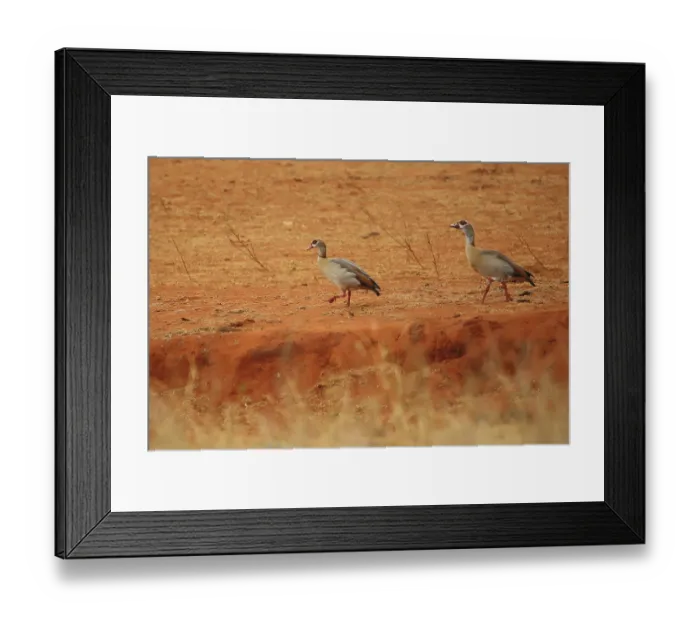 Framed Print : Two Egyptian geese (Alopochen aegyptiaca) at the Ngutuni Wildlife Conservancy in Kenya