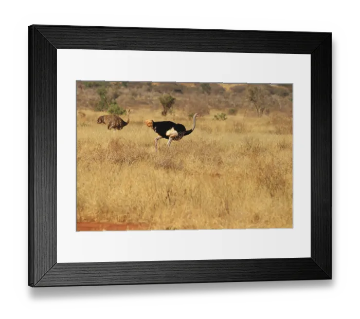 Framed Print : A pair of ostriches (Struthio molybdophanes) roam the Ngutuni Wildlife Conservancy in Kenya Framed Print : A pair of ostriches (Struthio molybdophanes) roam the Ngutuni Wildlife Conservancy in Kenya