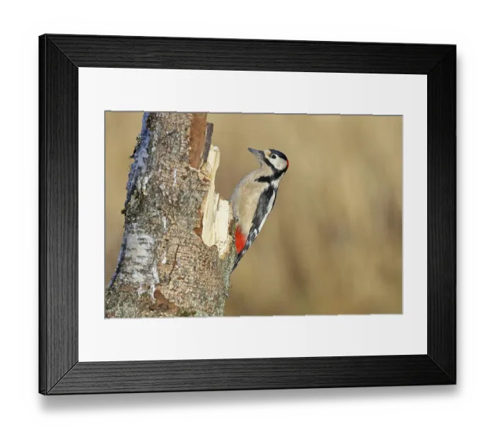Framed Print : Great spotted woodpecker (Dendrocopos major) male sitting on a birch trunk