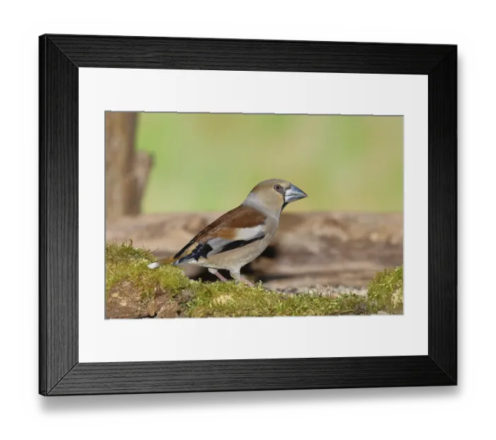 Framed Print : Hawfinch (Coccothraustes coccothraustes)