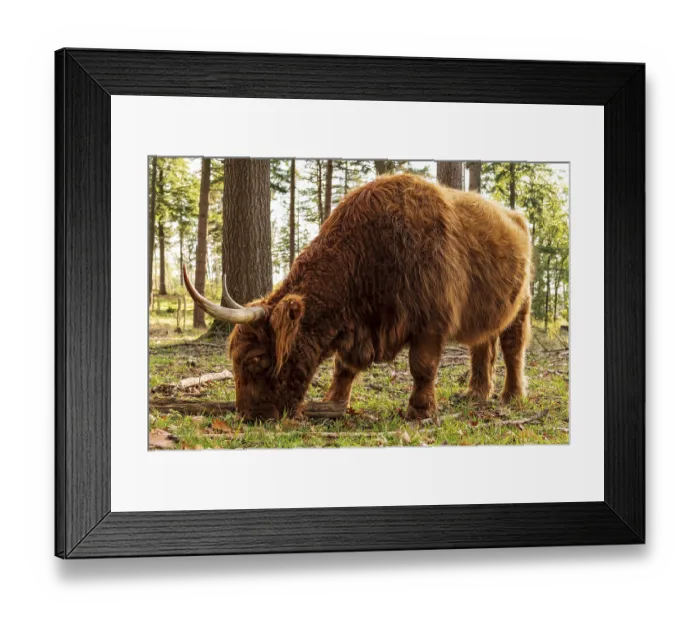 Framed Print : Highland cattle in a forest in the Wistinghauser Senne Framed Print : Highland cattle in a forest in the Wistinghauser Senne