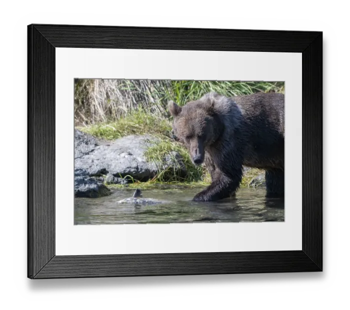 Framed Print : Kodiak bear (Ursus arctos middendorffi) Framed Print : Kodiak bear (Ursus arctos middendorffi)