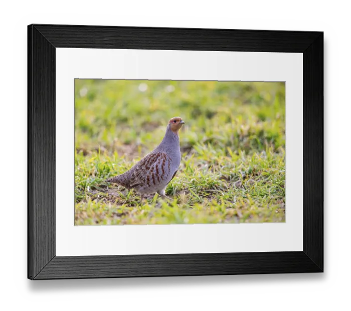 Framed Print : Grey partridge (Perdix perdix) Germany Framed Print : Grey partridge (Perdix perdix) Germany