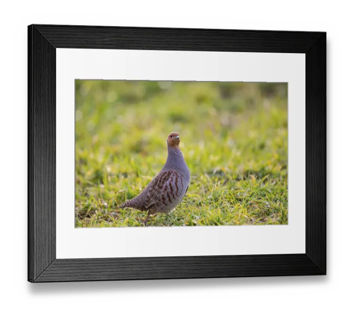 Framed Print : Grey partridge (Perdix perdix) Germany