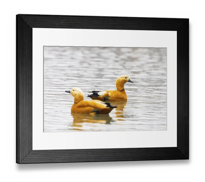 Framed Print : Ruddy shelduck (Tardora ferruginea) Germany
