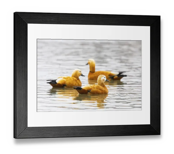Framed Print : Ruddy shelduck (Tardora ferruginea) Germany