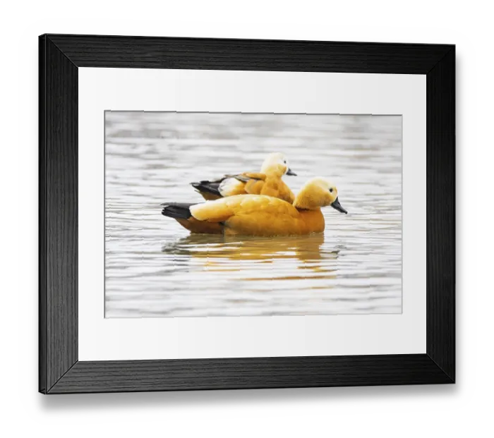 Framed Print : Ruddy shelduck (Tardora ferruginea) Germany