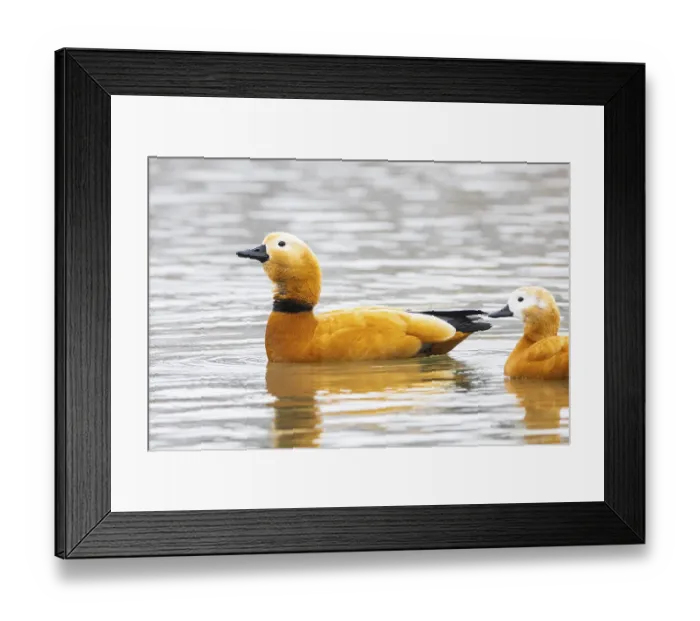 Framed Print : Ruddy shelduck (Tardora ferruginea) Germany