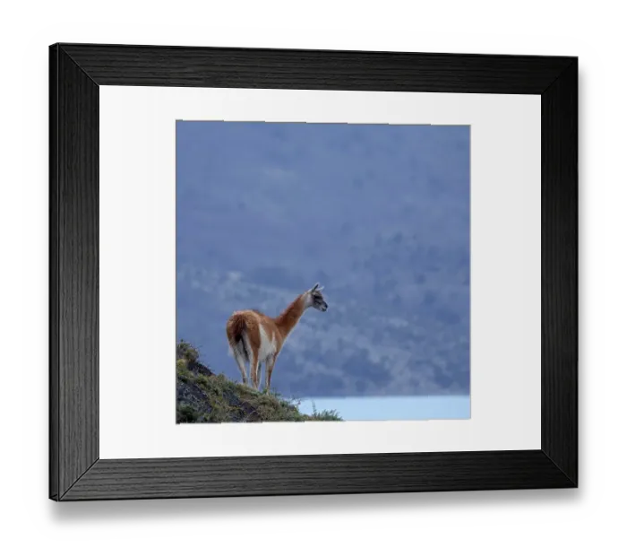 Framed Print : Guanaco (Llama guanicoe), Torres del Paine National Park Framed Print : Guanaco (Llama guanicoe), Torres del Paine National Park