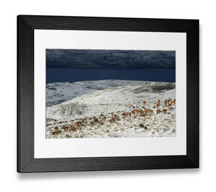 Framed Print : Guanacos (Llama guanicoe) in the snow Framed Print : Guanacos (Llama guanicoe) in the snow