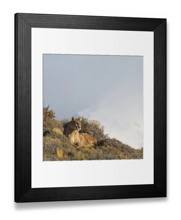 Framed Print : Cougar (Cougar concolor), Torres del Paine National Park