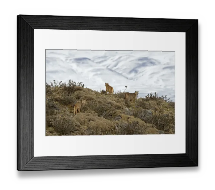 Framed Print : Cougar (Cougar concolor) female with cubs