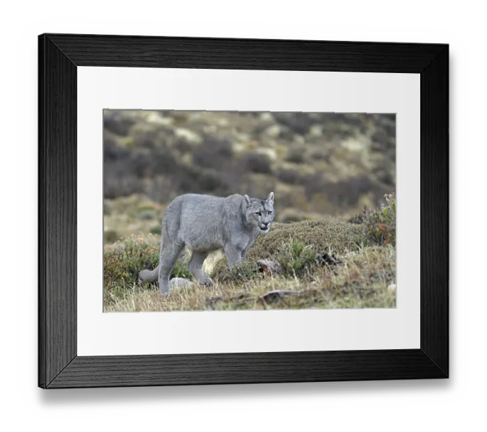 Framed Print : Cougar (Cougar concolor), Torres del Paine National Park