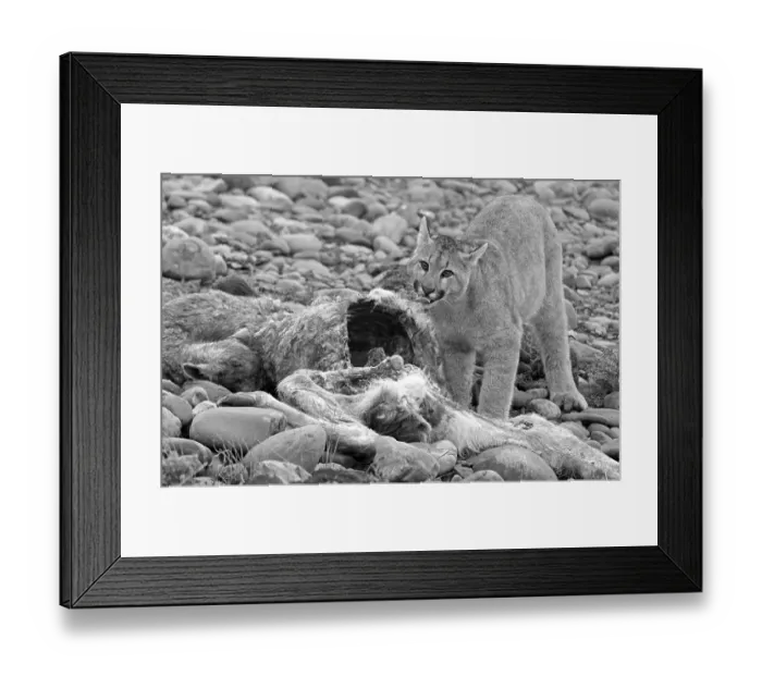 Framed Print : Cougar (Cougar concolor) young feeding