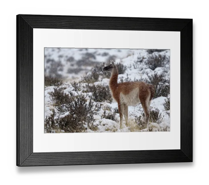 Framed Print : Guanacos (Llama guanicoe) in the snow Framed Print : Guanacos (Llama guanicoe) in the snow
