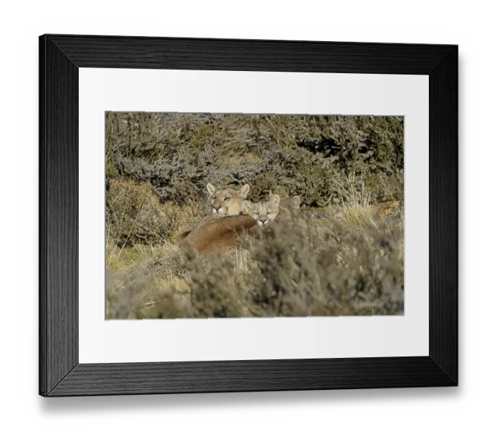 Framed Print : Cougar (Cougar concolor) female with young Framed Print : Cougar (Cougar concolor) female with young