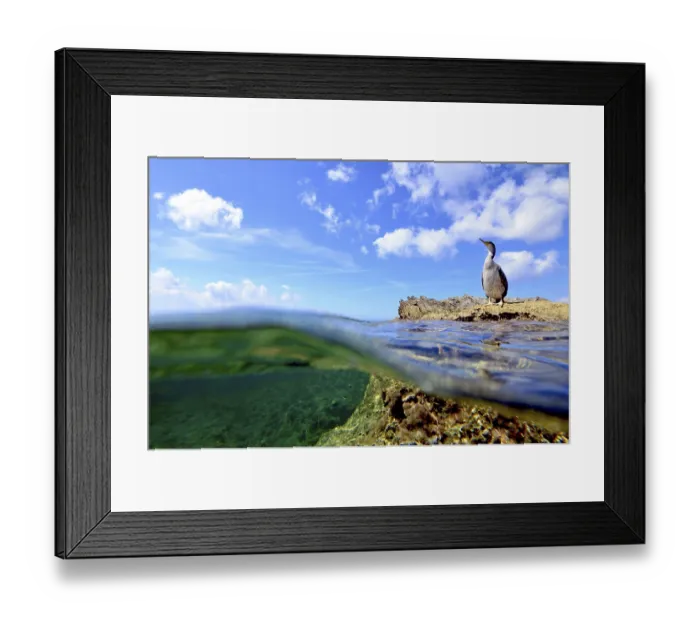 Framed Print : Shag (gulosus aristotelis), on a rock