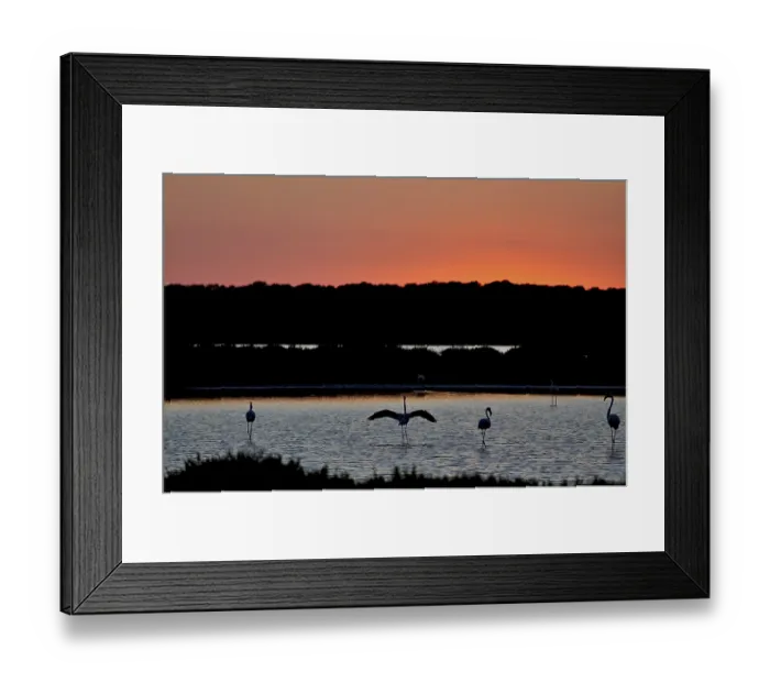 Framed Print : Flamingos (phoenicopteridae), at sunset