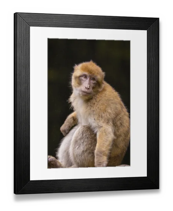 Framed Print : A pensive monkey sits and looks to the side in a natural environment