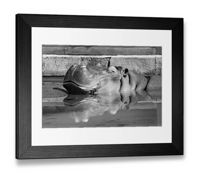 Framed Print : Hippopotamus (Hippopotamus amphibius) reflected in the water basin Framed Print : Hippopotamus (Hippopotamus amphibius) reflected in the water basin