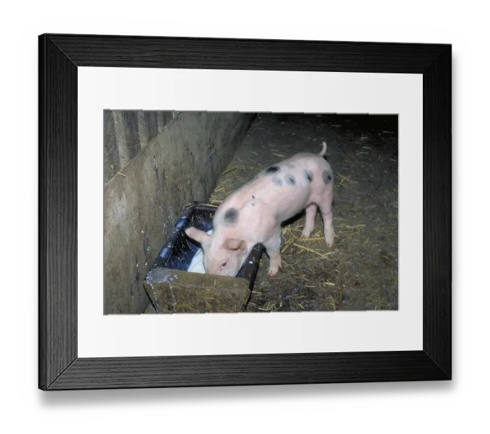 Framed Print : Piglets of the Pietrain breed (Sus scrofa domesticus) at the feeding trough