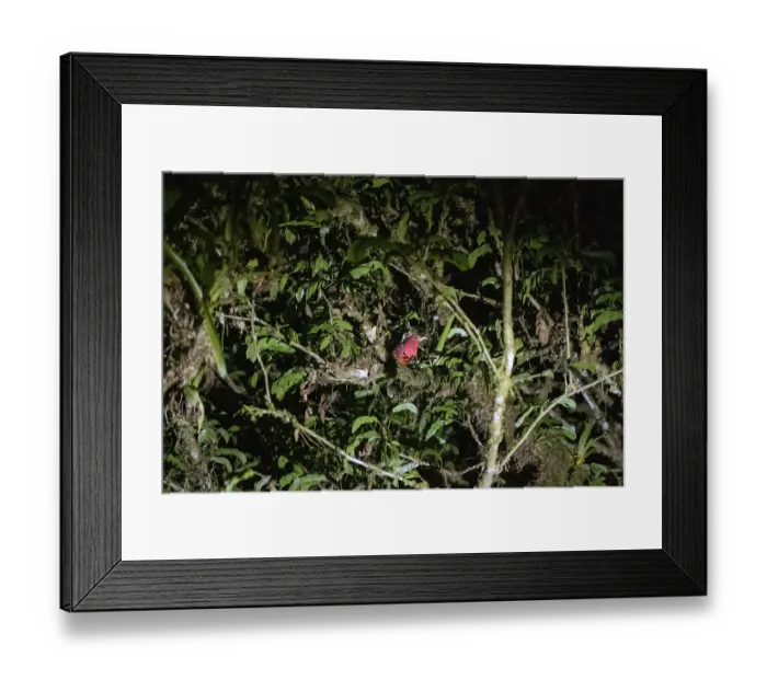 Framed Print : Summer cardinal (Piranga rubra)