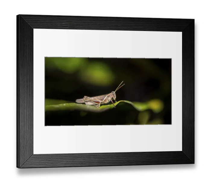 Framed Print : Brown grasshopper sitting on a leaf Framed Print : Brown grasshopper sitting on a leaf