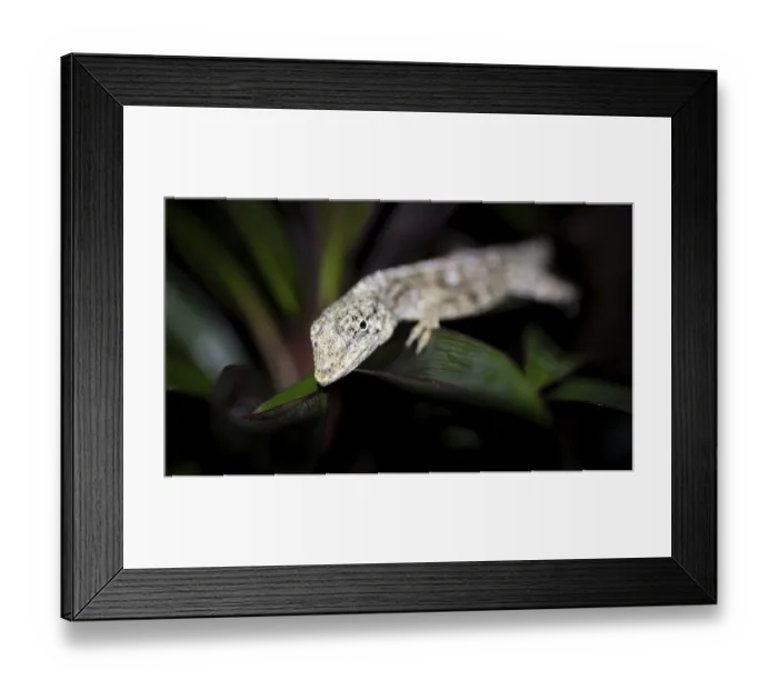 Framed Print : Pacific Lichen Anolis (Adolis charlesmyersi)