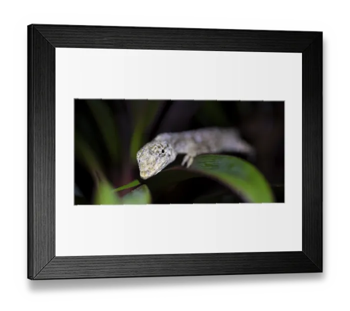 Framed Print : Pacific Lichen Anolis (Adolis charlesmyersi) Framed Print : Pacific Lichen Anolis (Adolis charlesmyersi)