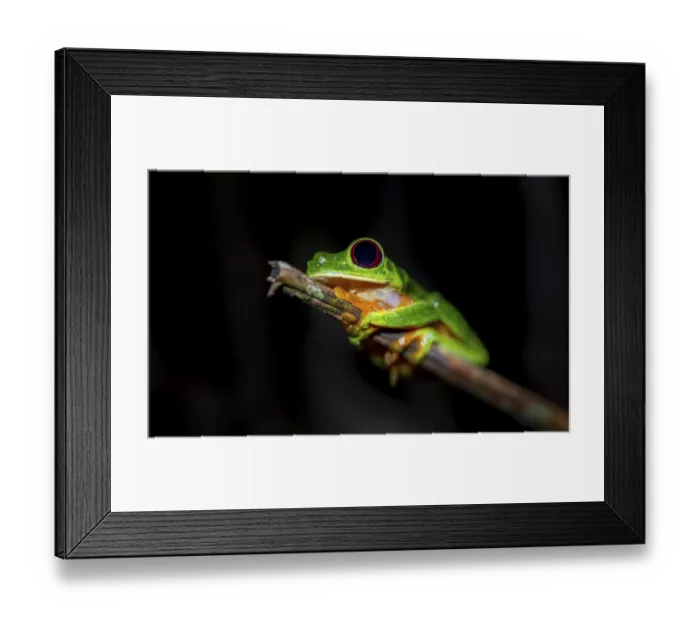 Framed Print : Red-eyed tree frog (Agalychnis callidryas) sitting on a stem